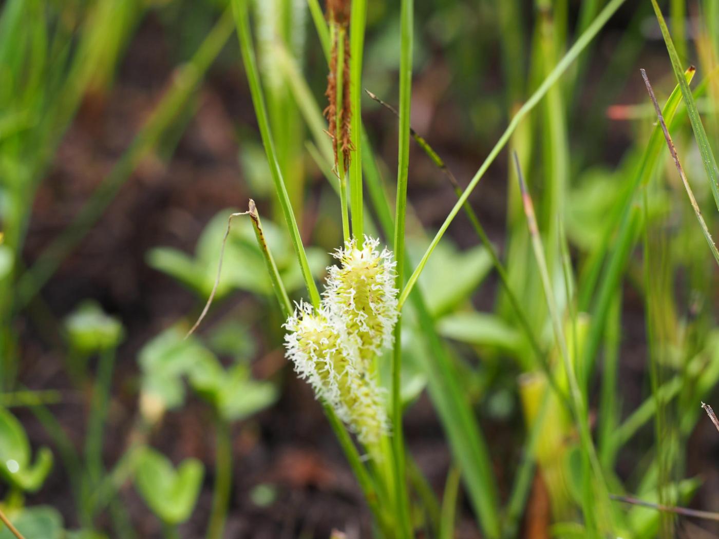 Sedge, Bottle leaf